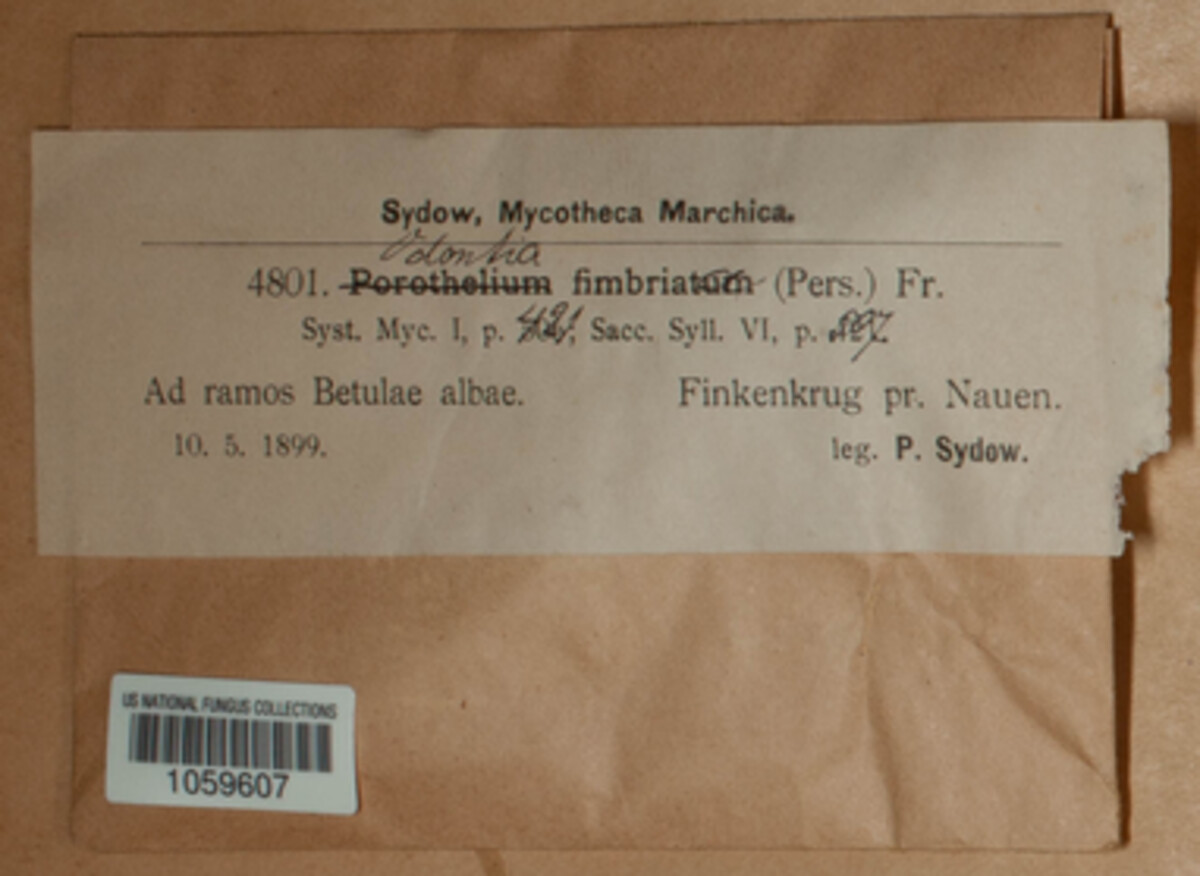 Steccherinum fimbriatum image